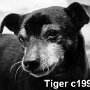 Tiger1990