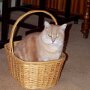 Pinkyl Standing in Basket